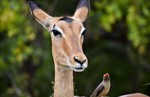 thumbnail of Safari - Selous Game Reserve